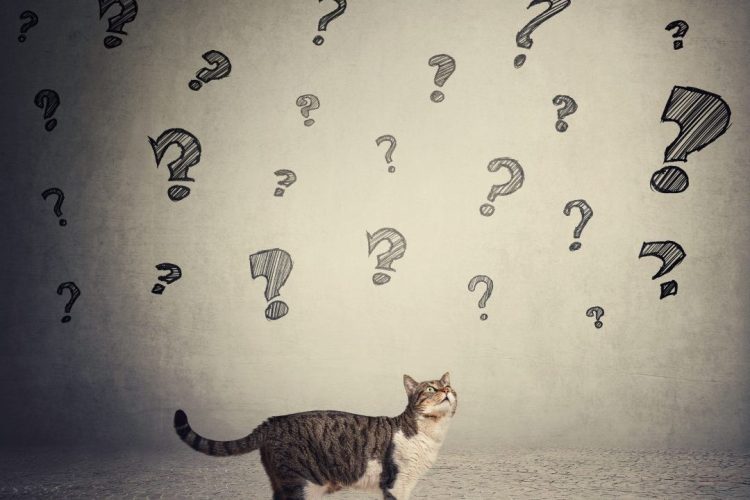 The Enigmatic Headshake: Deciphering the Distress Behind a Cat’s Sudden Behavior