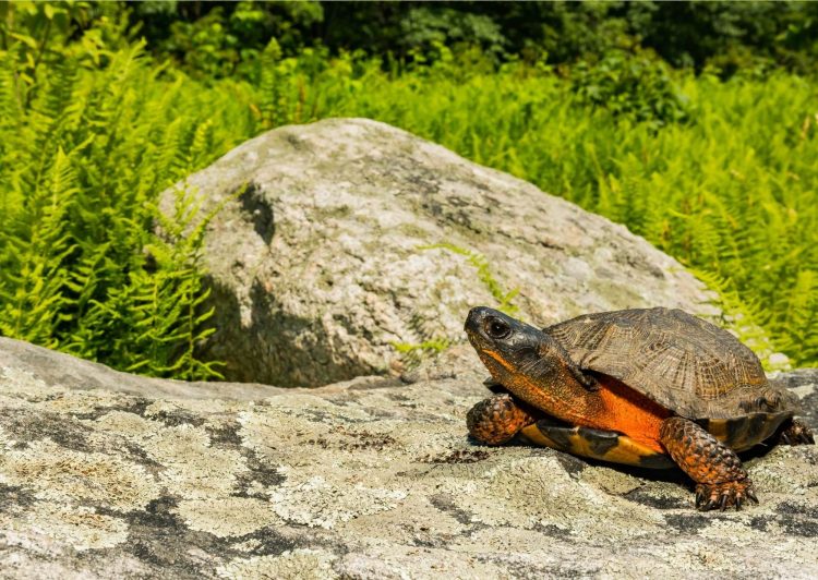 Navigating the Delicate Terrain of Bog Turtle Ownership