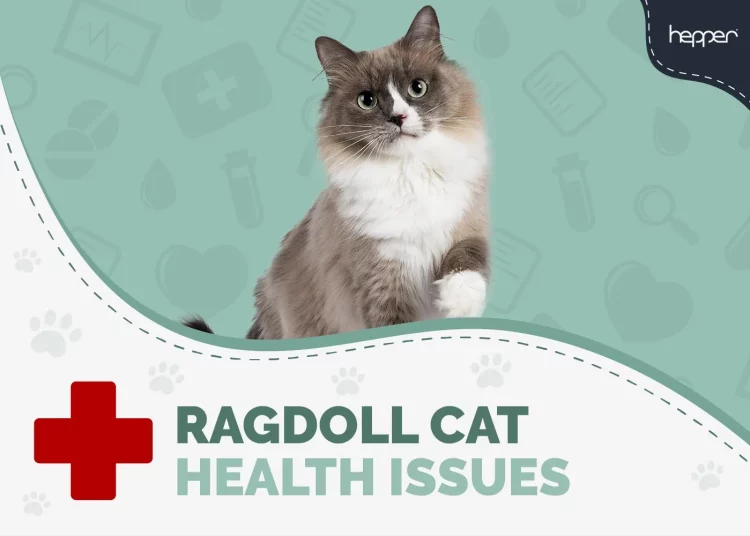 Understanding and Treating Diarrhea in Ragdoll Cats: A Guide for Owners