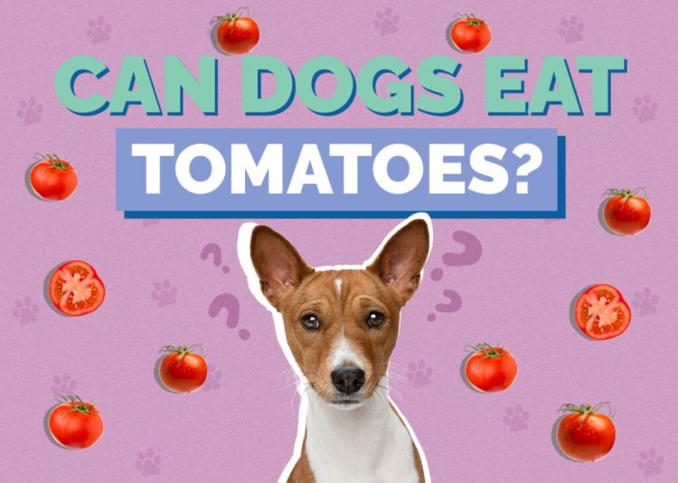 Understanding Canine Nutrition: The Tomato Question
