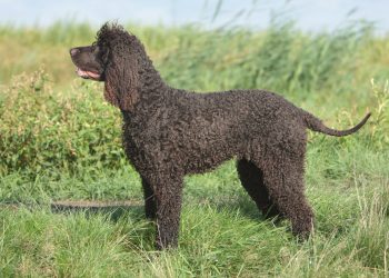 What do Irish Water Spaniels like to eat?