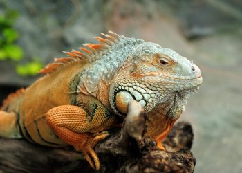Understanding the Magnificent Growth of Green Iguanas: A Comprehensive Guide