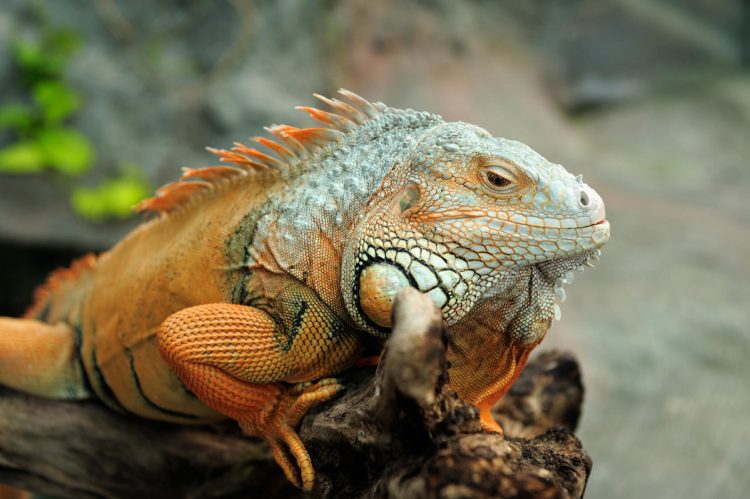 Understanding the Magnificent Growth of Green Iguanas: A Comprehensive Guide