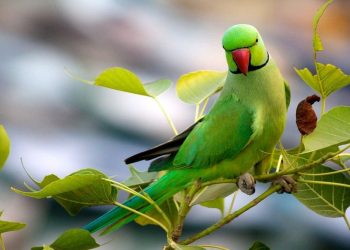 The Price of Plumage: Understanding the Investment in Ringneck Parrots