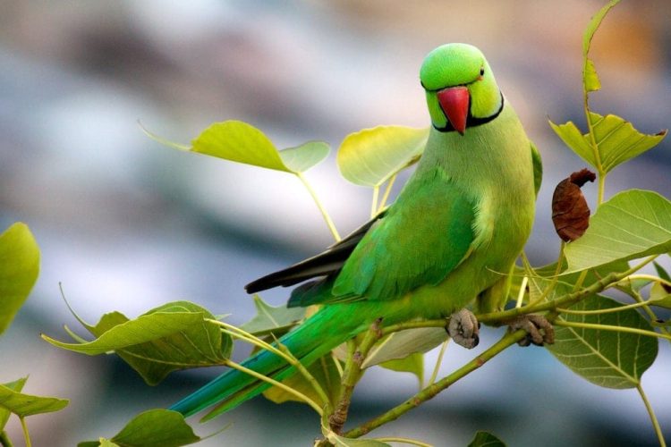 The Price of Plumage: Understanding the Investment in Ringneck Parrots