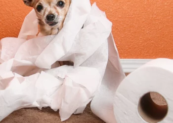 Guiding Your Chihuahua to Outdoor Potty Success