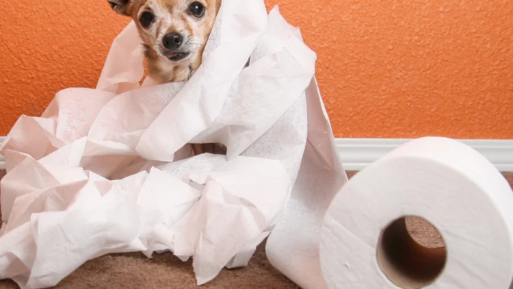Guiding Your Chihuahua to Outdoor Potty Success