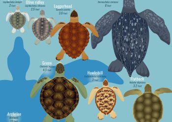 Preventing and Treating Limb Weakness in Turtles: A Dietary Approach