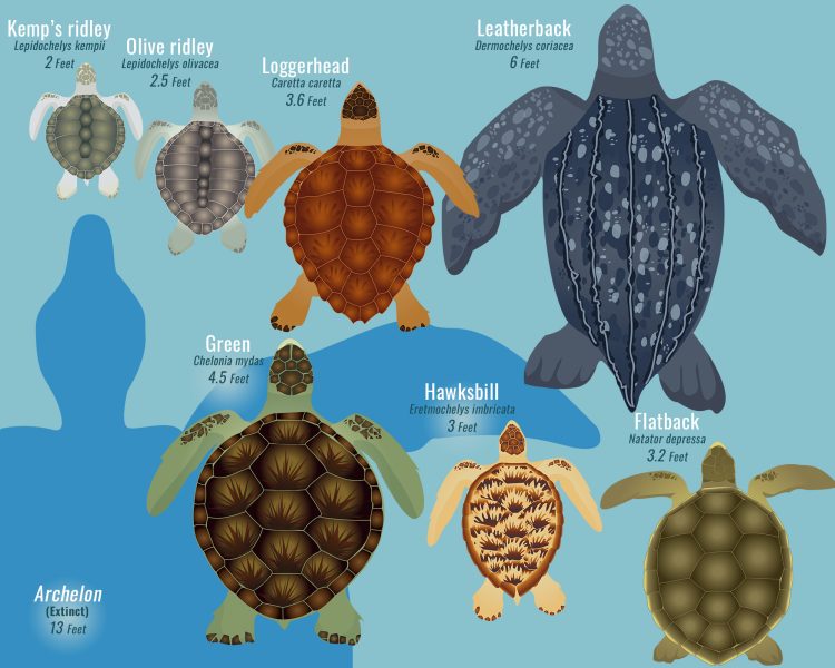 Preventing and Treating Limb Weakness in Turtles: A Dietary Approach