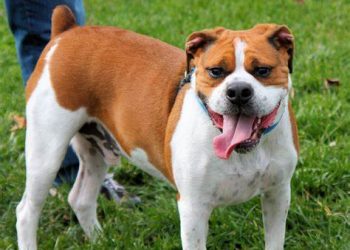 The Ideal Weight of an 8-Week-Old American Bulldog: Growth and Health Considerations