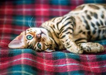 The Art of Affection: Bengal Cats and Their Cuddling Quirks