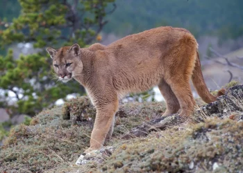 How about an African lion cat?