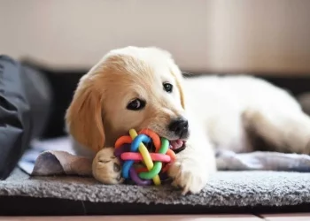 Selecting the Perfect Toy for Your Dog: Understanding Play Preferences and Safety