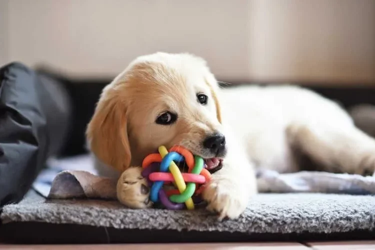 Selecting the Perfect Toy for Your Dog: Understanding Play Preferences and Safety
