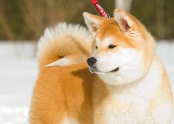 The Akita: Noble Guardian and Devoted Companion