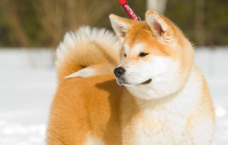 The Akita: Noble Guardian and Devoted Companion