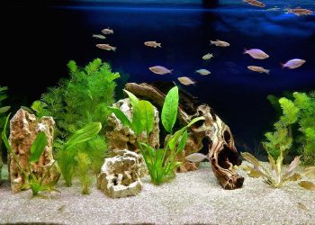 The Art of Aquascaping for Ram Cichlids: Space, Harmony, and Care