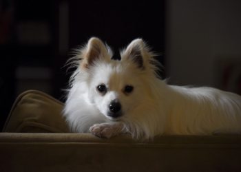What is the lifespan of a Pomeranian?