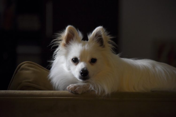 What is the lifespan of a Pomeranian?
