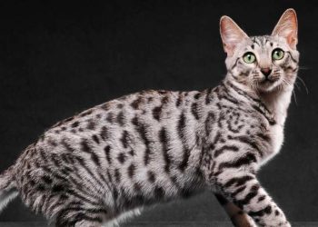 The Lustrous Allure of Silver Bengal Cats: Assessing the Investment