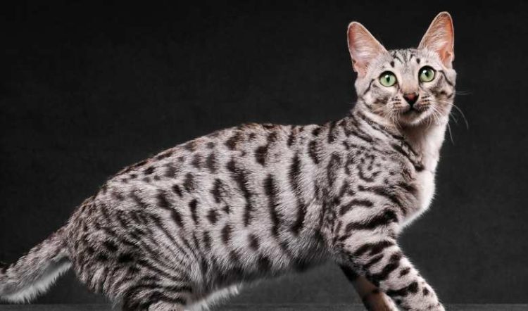 The Lustrous Allure of Silver Bengal Cats: Assessing the Investment