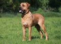 How to raise Tosa dogs?