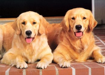 How to groom Golden Retriever paws