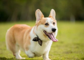 Dog potty training Observe and master your dog’s defecation time