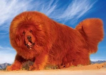 How to effectively train Tibetan Mastiffs? Tibetan mastiff training Handbook