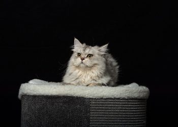 Effective Cat Training: Teaching Cats to Scratch Appropriately