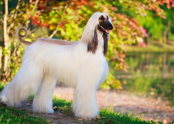 What are the personality traits of Afghan hounds?
