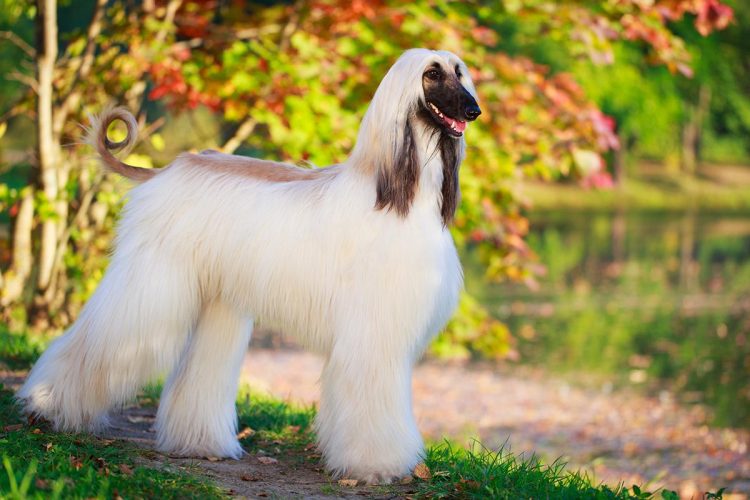 What are the personality traits of Afghan hounds?