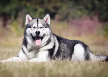 Do Alaskan Malamutes have a good personality?