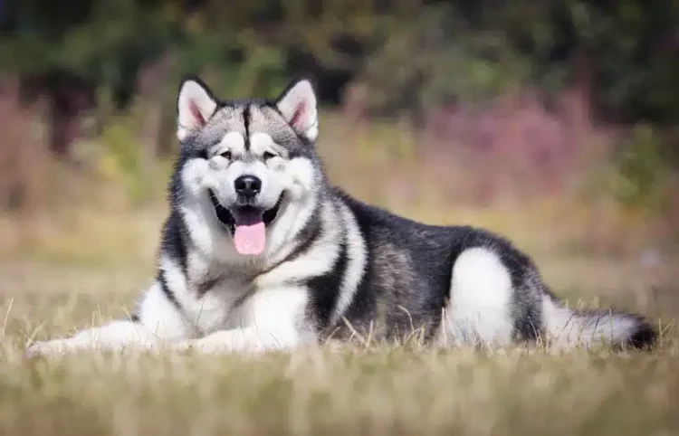 Do Alaskan Malamutes have a good personality?