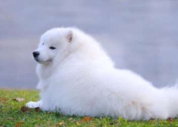 How often should I bathe my American eskimo
