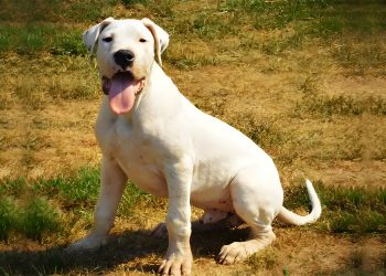 How do you train an adult Argentinodo?