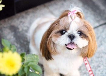 How to comb the hair of a Shih Tzu dog