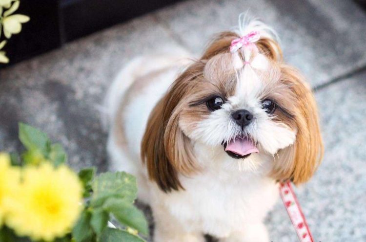How to comb the hair of a Shih Tzu dog