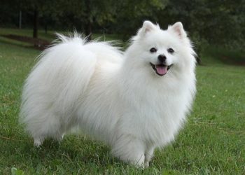 Can you shave an American Eskimo dog?