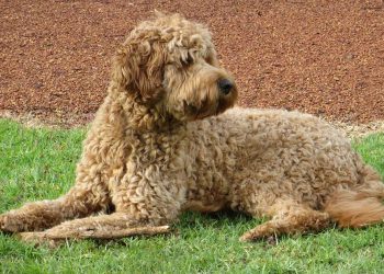 Labradoodle’s Face rooming tips