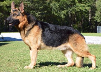 When German Shepherds shed the most