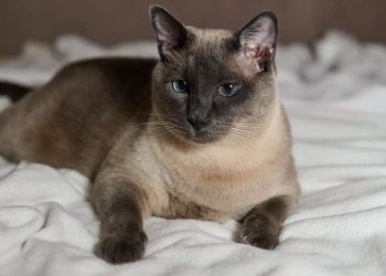 Revealing inappropriate urination in Siamese cats