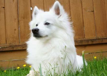 Do American Eskimo dogs need haircuts
