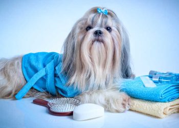 How to cut Shih Tzu hair?