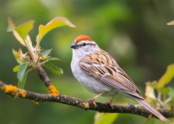 How can you increase the friendliness of your pet bird? Here are six usual techniques.