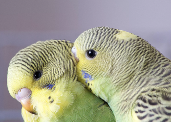 What are the most silent pet birds? Here are eight of the quietest bird species suitable as pets.