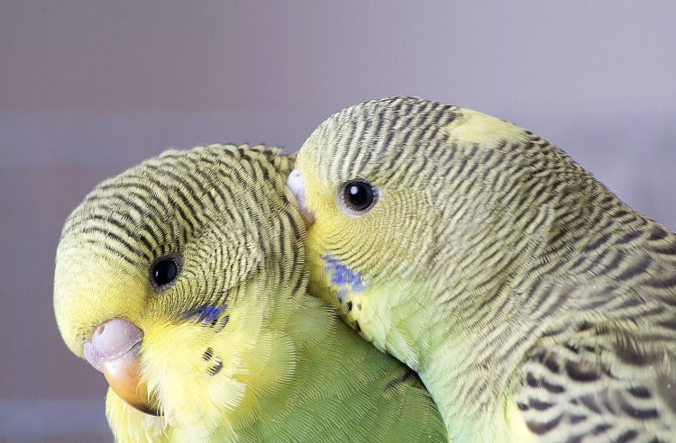 What are the most silent pet birds? Here are eight of the quietest bird species suitable as pets.