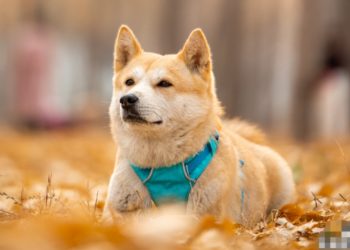 How to train a dog patiently?