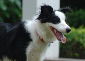 Dog potty training Observe and master your dog’s defecation time