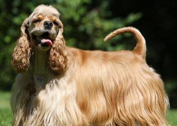 How to train a cocker spaniel?